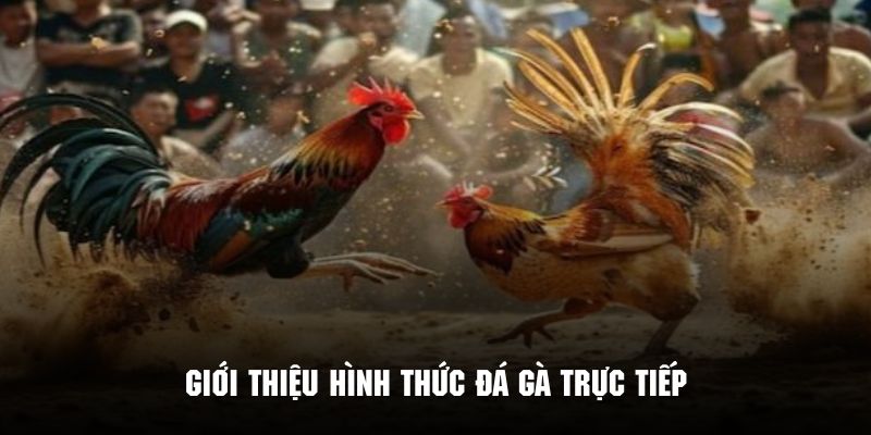 tổng quan đá gà trực tiếp