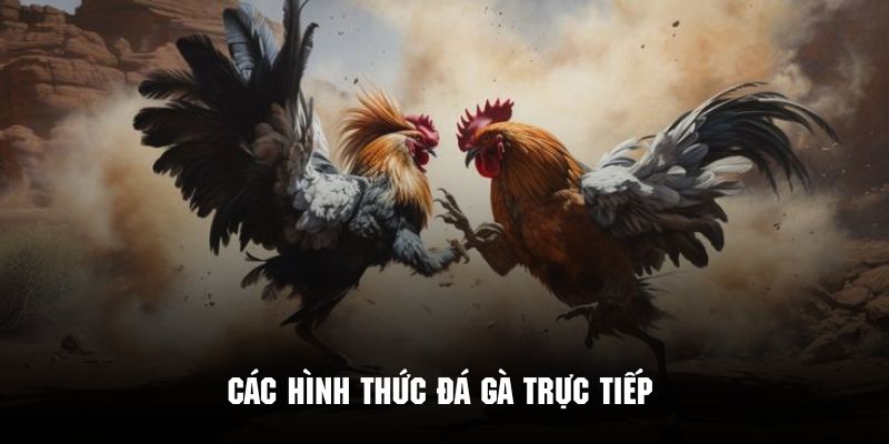 Loại hình đá gà trực tiếp phổ biến 2025