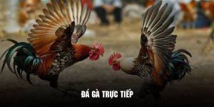 Đá gà trực tiếp