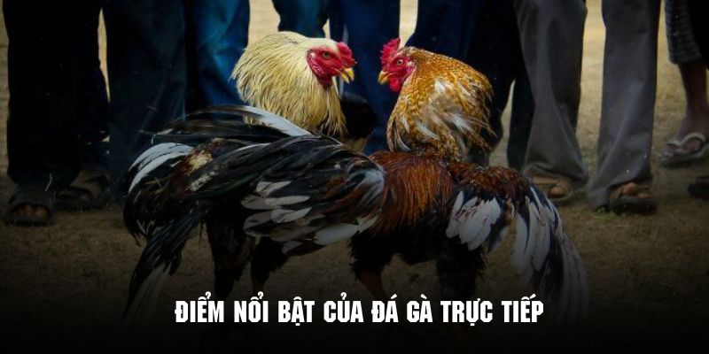 ưu điểm nổi trội của đá gà trực tiếp