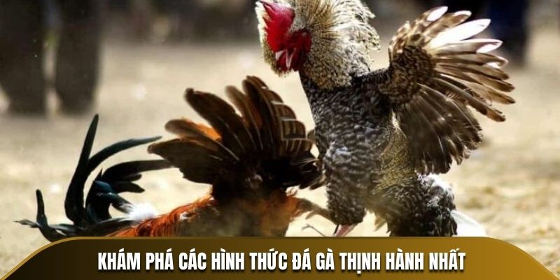 Hình thức đá gà miền Nam phổ biến